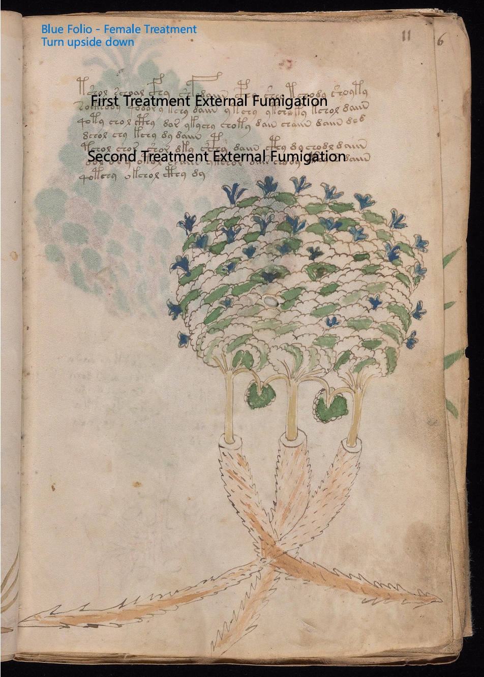 Secondary labelled diagram of Folio 11r